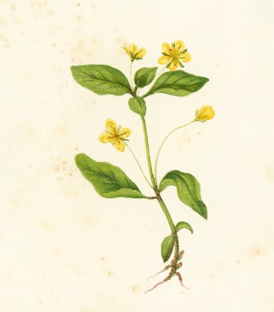 Lysimaque des bois, Lysimachia Nemorum - English School